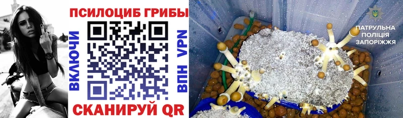 Купить где  Острогожск  Псилоцибиновые грибы Psilocybine cubensis 